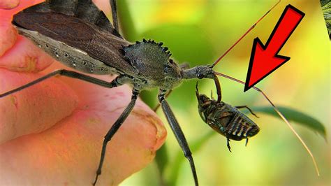 14 Scariest Insects .